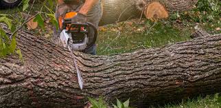 Professional Tree Care in Gettysburg, PA