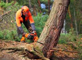 Best Storm Damage Tree Cleanup  in Gettysburg, PA