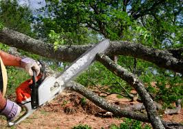 Best Tree Health Inspection  in Gettysburg, PA