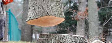 Best Tree Preservation Services  in Gettysburg, PA