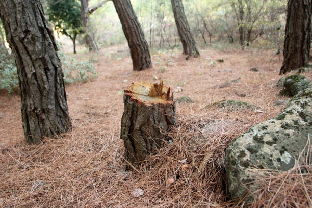 Best Utility Line Clearance  in Gettysburg, PA
