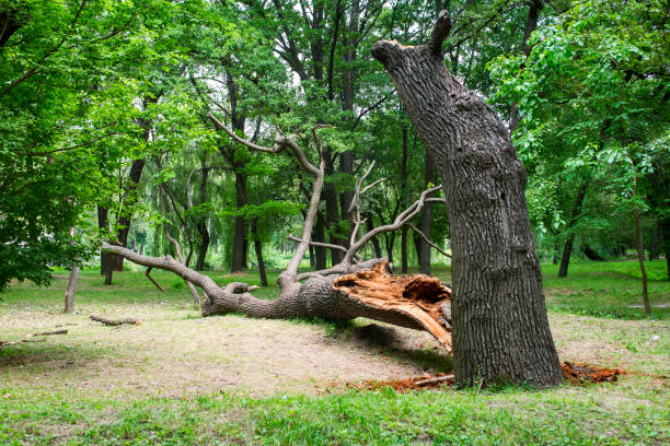 Best Tree Health Inspection  in Gettysburg, PA