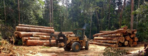 Best Tree Disease Treatment  in Gettysburg, PA