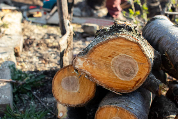 Best Tree Removal  in Gettysburg, PA