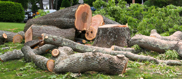  Gettysburg, PA Tree Care Pros