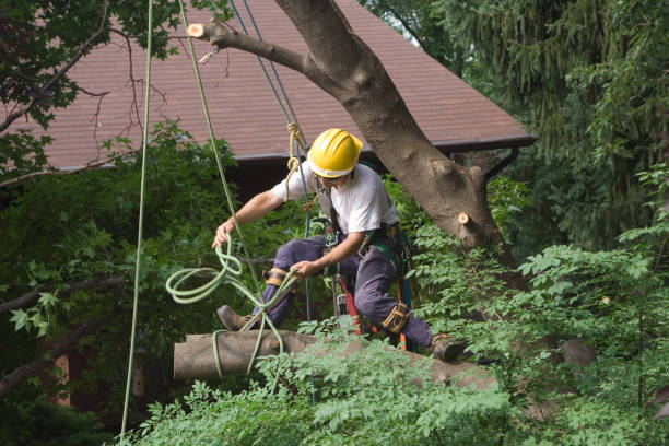 Best Root Management and Removal  in Gettysburg, PA