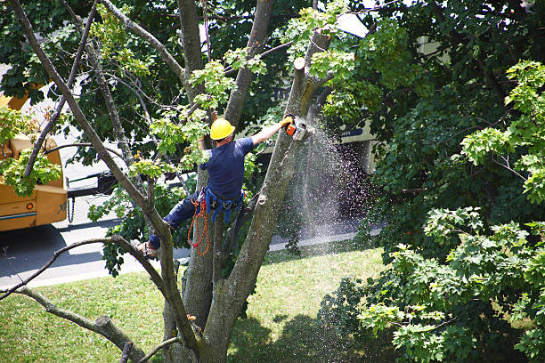 Best Arborist Consultation Services  in Gettysburg, PA