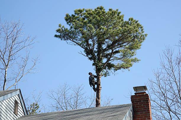 Best Hedge Trimming  in Gettysburg, PA