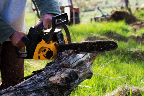 How Our Tree Care Process Works  in  Gettysburg, PA
