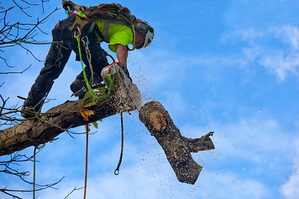 Best Lawn Maintenance Plans  in Gettysburg, PA